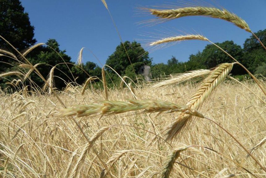ALSIA, Premio Enzo Laganà per il miglior agricoltore custode della agrobiodiversità della Basilicata nel 2020