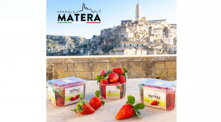 Nuovo marchio nella fragolicoltura lucana di qualità: nasce Fragola Matera®