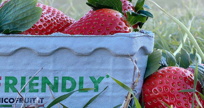 Fragola Matera®: un prodotto di alta qualità che ha un occhio di riguardo nei confronti dell’ambiente