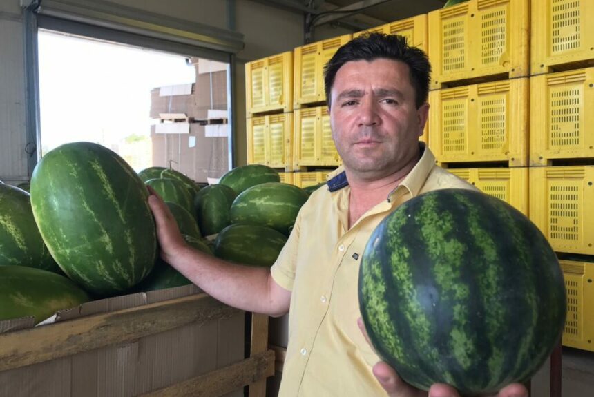 Da Metaponto alla Germania: la bella realtà della cooperativa agricola Magna Grecia, un’eccellenza lucana