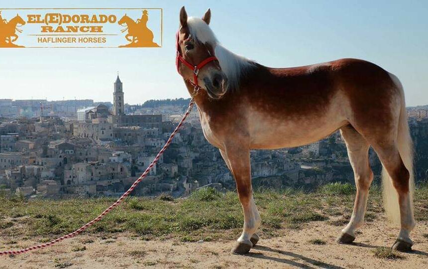 Eledorado Ranch: alla scoperta del regno degli haflinger a un passo da Matera