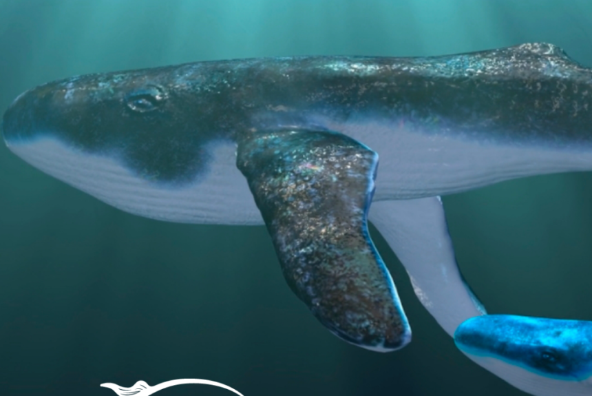 Si apre nel segno dell’avventura il nuovo anno del Museo nazionale di Matera: arriva l’app game  “A Whale’s Journey” dedicata alla Balena Giuliana.