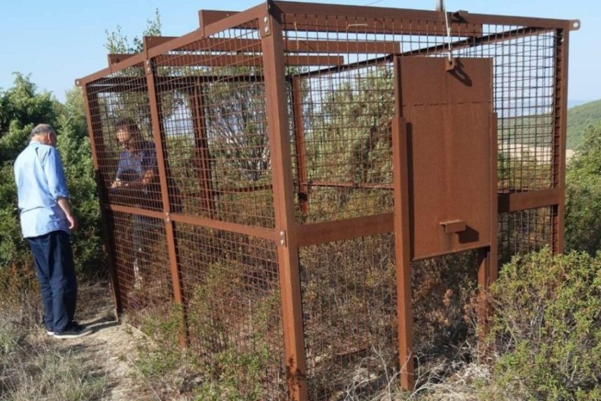 Avviate le operazioni di installazione delle gabbie per la cattura dei cinghiali nel Parco della Murgia Materana